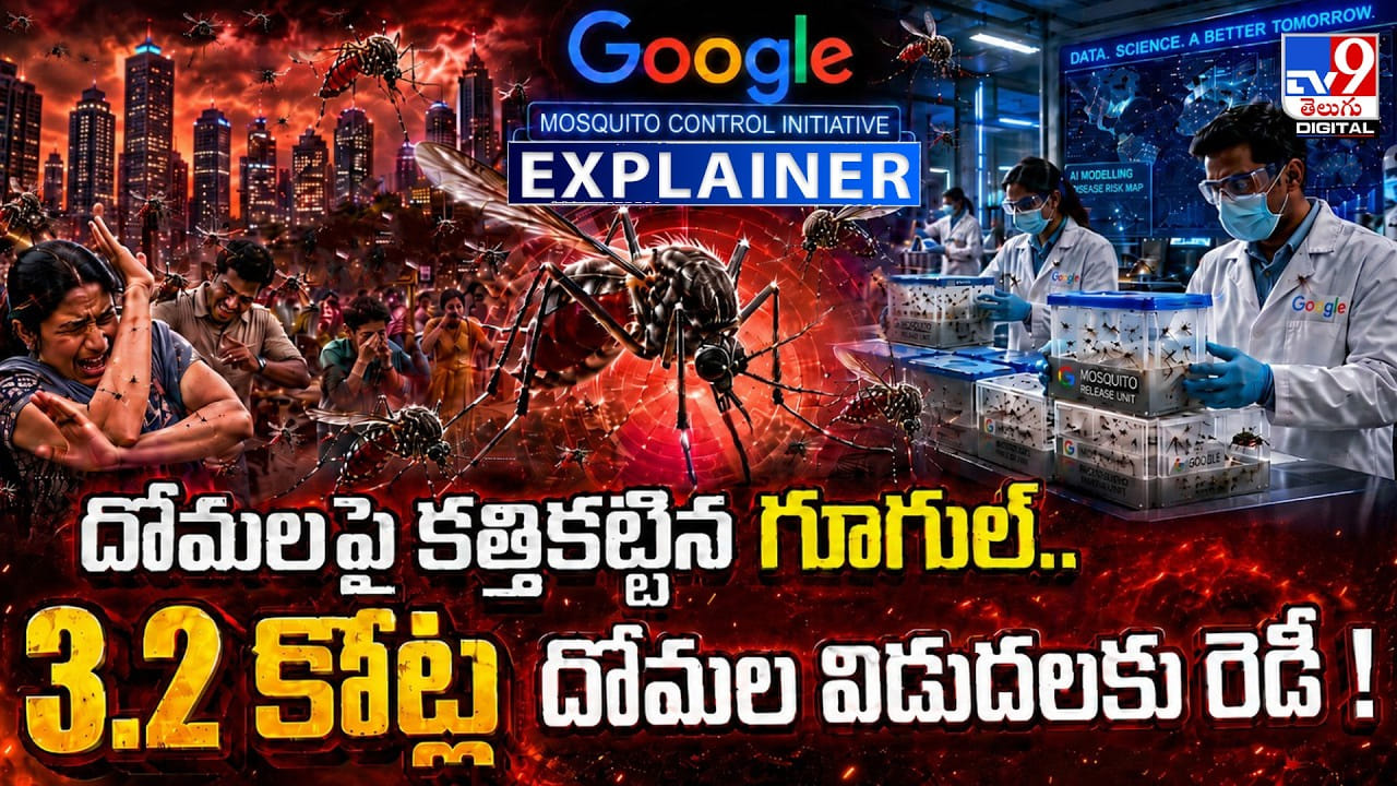 దోమలపై కత్తికట్టిన గూగుల్.. 3.2 కోట్ల దోమల విడుదలకు రెడీ దోమలపై కత్తికట్టిన గూగుల్.. 3.2 కోట్ల దోమల విడుదలకు రెడీ