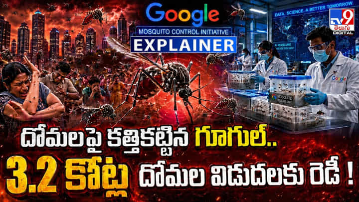 దోమలపై కత్తికట్టిన గూగుల్.. 3.2 కోట్ల దోమల విడుదలకు రెడీ దోమలపై కత్తికట్టిన గూగుల్.. 3.2 కోట్ల దోమల విడుదలకు రెడీ