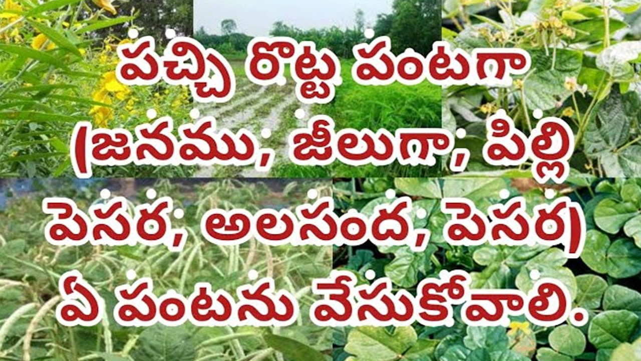 రైతన్నలూ.. నేలను బట్టి  పచ్చిరొట్టె పంటగా  ఏది మంచిదో తెలుసుకుందాం..