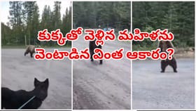 కుక్కతో పాటు మార్నింగ్‌ వాక్‌కి వెళ్లిన మహిళ..వెంటాడిన వింత ఆకారం