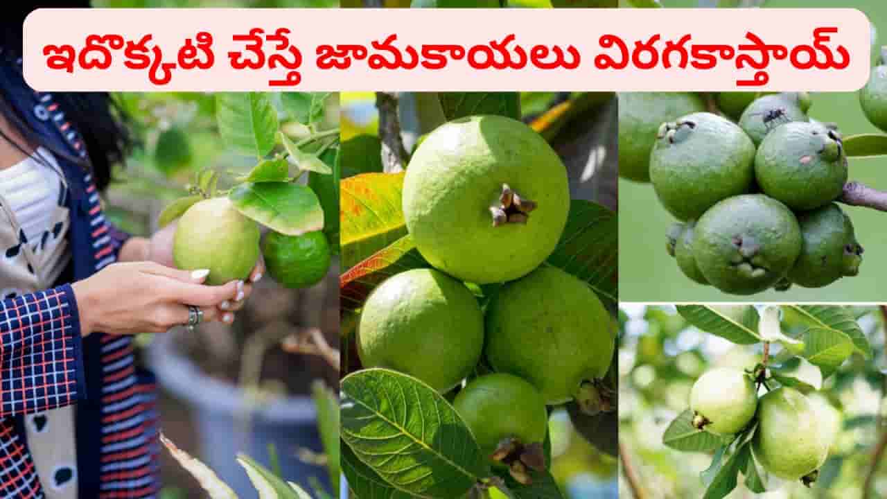 వర్షాకాలం ఇదొక్క పనిచేస్తే జామకాయలు గుత్తులు గుత్తులుగా విరగకాస్తాయ్..