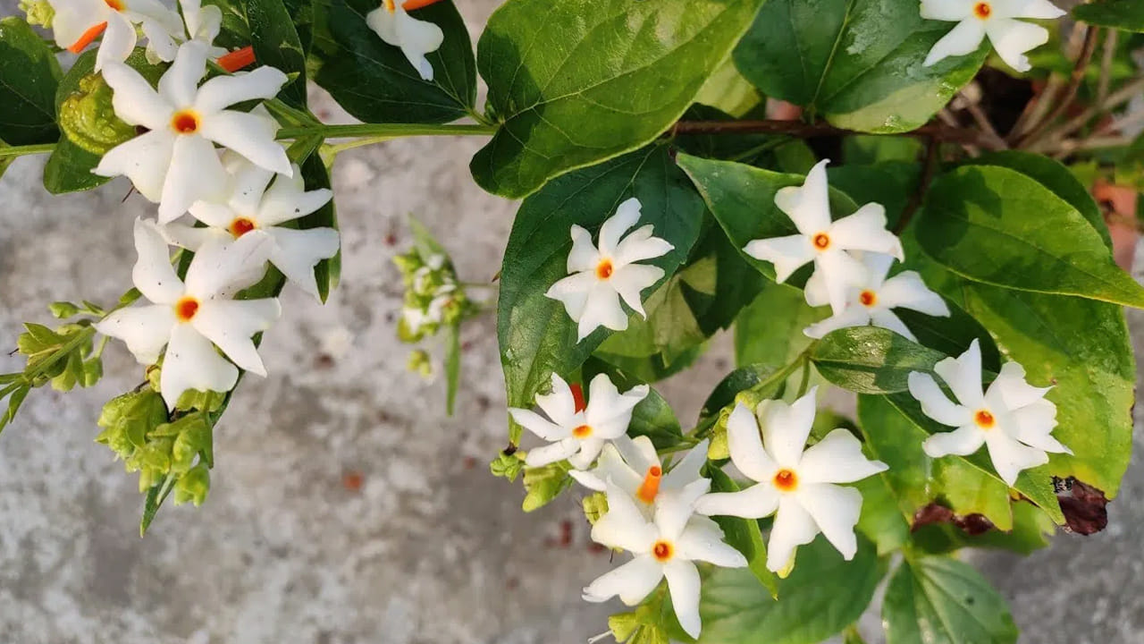 కింద పడిన పువ్వులతో పూజ చేయవచ్చా?: హిందూ శాస్త్రాల ప్రకారం, సాధారణంగా చెట్టు నుండి కింద పడిన పువ్వులను దేవుడి పూజకు ఉపయోగించకూడదు. వాటిని నిర్మాల్యంగా భావిస్తారు. కానీ, ఈ నియమానికి పారిజాత పుష్పాలు ఒక పెద్ద మినహాయింపు. 
