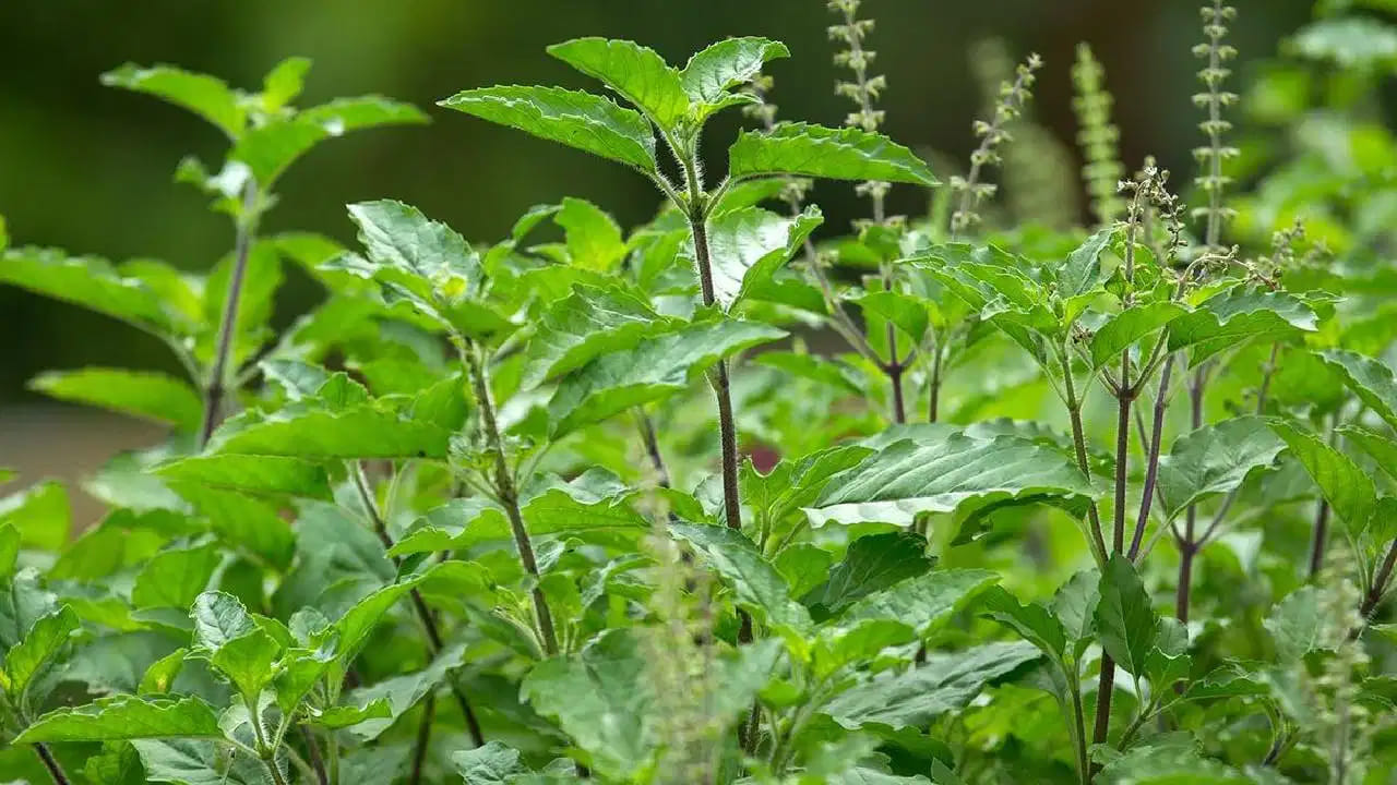 Health Benefits Of Tulsi Leaves In Monsoon