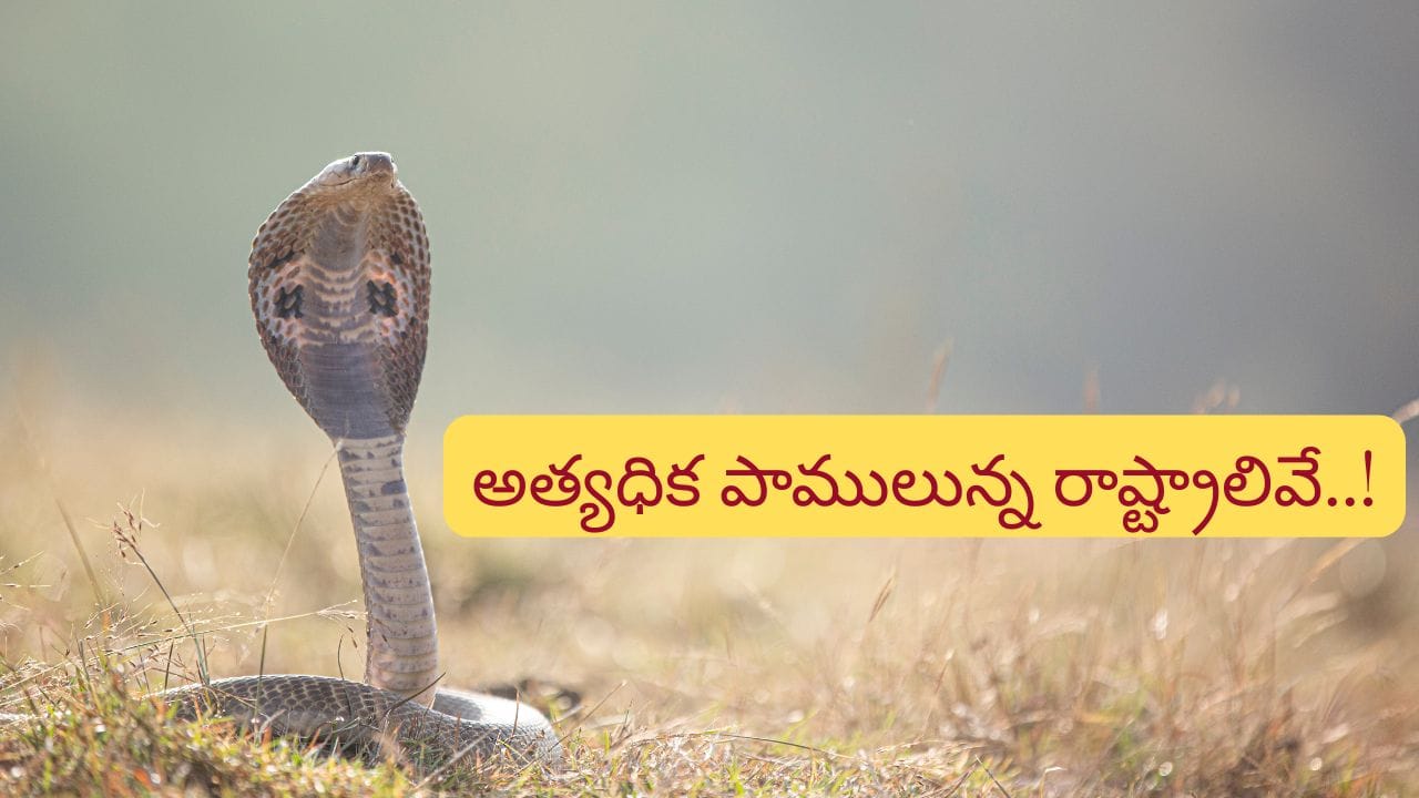 Snakes: దేశంలోని ఈ రాష్ట్రాల్లో అత్యధిక పాములు..! పర్యాటకులూ బీ కేర్‌ఫుల్