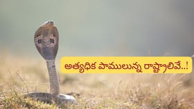 దేశంలోని ఈ రాష్ట్రాల్లో అత్యధిక పాములు..! పర్యాటకులూ బీ కేర్‌ఫుల్