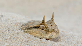 ఈ వెరైటీ పాము గురించి మీకు తెలుసా..?