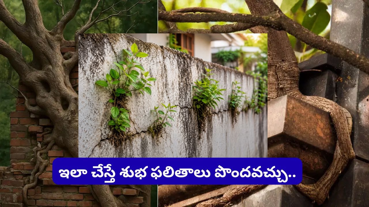 Vastu Tips: ఇంటి గోడలపై ఈ మొక్కలు పెరుగుతున్నాయా? వెంటనే తొలగించండి.. లేదంటే ఆర్థిక కష్టాలు తప్పవు!