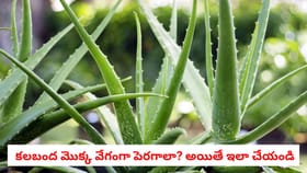 కలబంద మొక్క వేగంగా పెరగాలా? అయితే ఇలా చేయండి