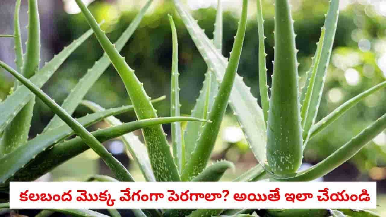 Aloe Vera Gardening: ఇంట్లో కలబంద మొక్క అస్సలు పెరగడం లేదా? దట్టంగా, పచ్చగా మారేందుకు ఈ సింపుల్ గార్డెనింగ్ టిప్స్ పాటించండి!