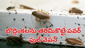 బొద్దింకలను తరిమికొట్టే పవర్ ఫుల్ వెపన్స్.. ఈ 3 మీ ఇంట్లో ఉంటే..