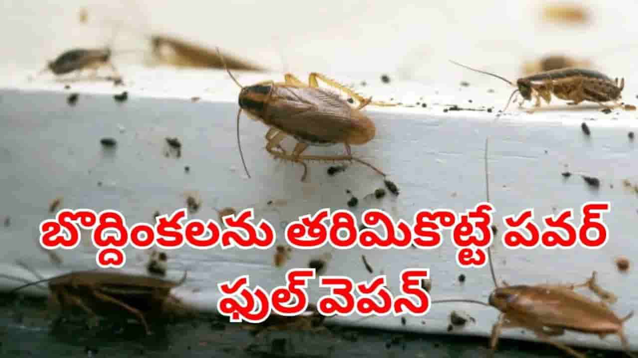 బొద్దింకలను తరిమికొట్టే పవర్ ఫుల్ వెపన్స్.. ఈ 3 మీ ఇంట్లో ఉంటే.. అవి దరిదాపుల్లోకి కూడా రావు