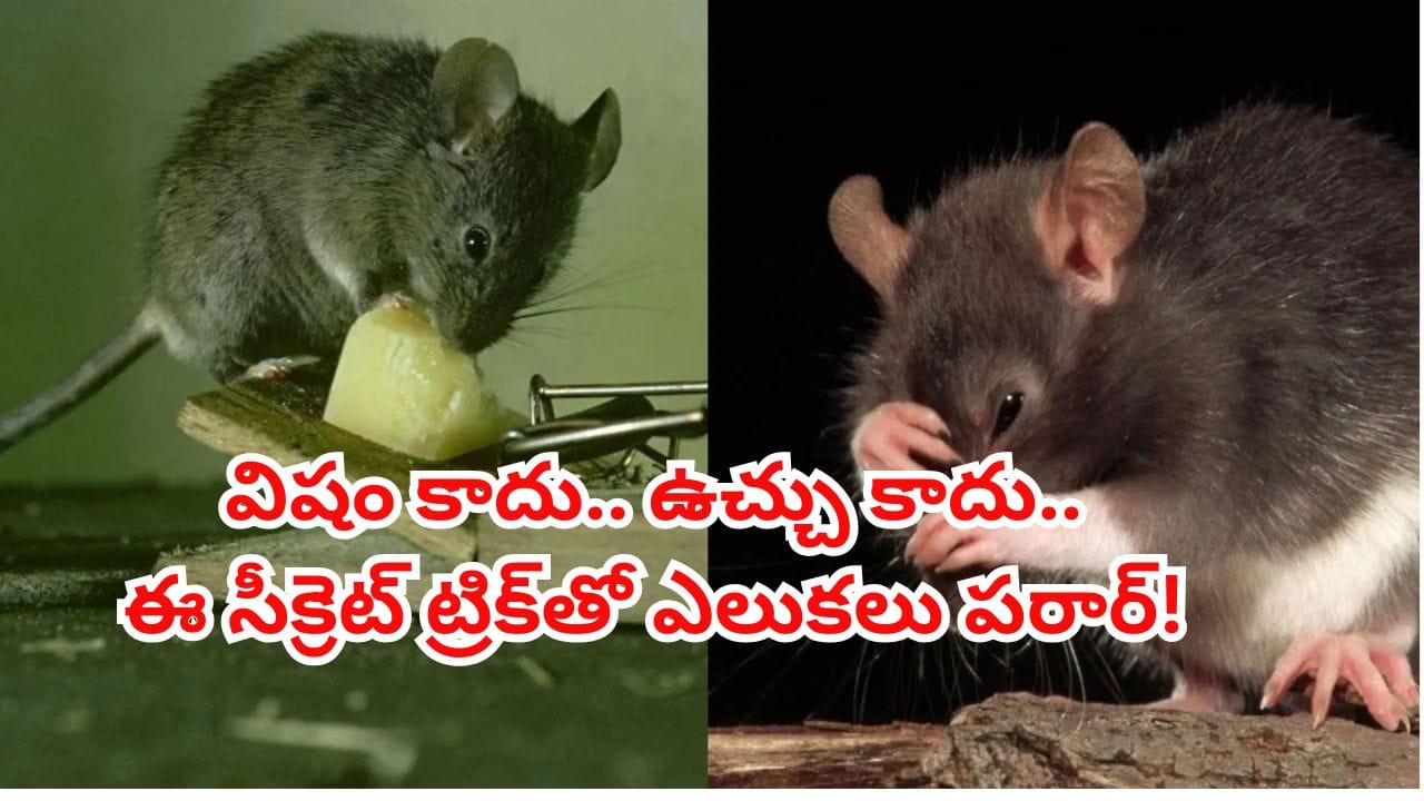 ఎలుకల బెడదకు చెక్..! చంపకుండానే ఇంటి నుంచి తరిమేసే సూపర్ చిట్కా