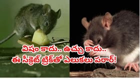 ఎలుకల బెడదకు చెక్..! చంపకుండానే ఇంటి నుంచి తరిమేసే సూపర్ చిట్కా