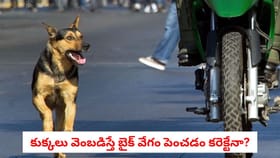 కుక్కలు వెంబడిస్తే బైక్ వేగం పెంచడం కరెక్టేనా?