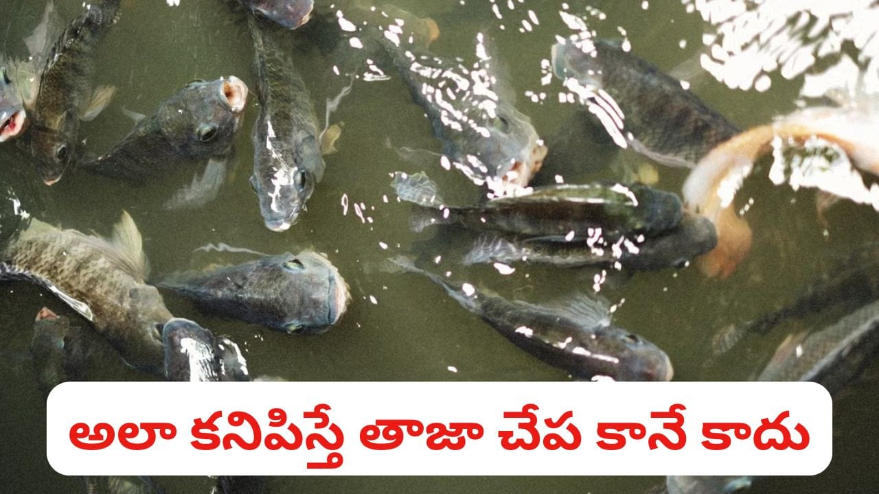 చేపలు ఫ్రెష్‌గా ఉన్నాయో లేదో తెలుసుకోవడం ఎలా..? 90% శాతం మందికి ఇది తెలియదు..