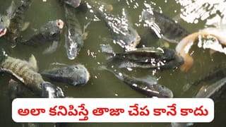 చేపలు ఫ్రెష్‌గా ఉన్నాయో లేదో తెలుసుకోవడం ఎలా..? 90% శాతం మందికి ఇది తెలియదు..