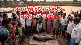 మృగశిర వేళ జాలరికి చిక్కిన అదృష్టం.. ఒకే సారి వలలో పడ్డ భారీ చేప