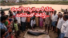 మృగశిర వేళ జాలరికి చిక్కిన అదృష్టం.. ఒకే సారి వలలో పడ్డ భారీ చేప