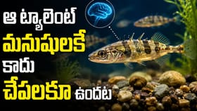 నమ్మలేని నిజం..ఆ ట్యాలెంట్ మనుషులకే కాదు చేపలకూ ఉందట..!