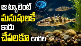నమ్మలేని నిజం..ఆ టాలెంట్ మన అబ్బ సొత్తుకాదు.. చేపలకూ ఉందట..!