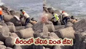 మెరైన్ డ్రైవ్‌లో ‘వింత జీవి’ కలకలం..!