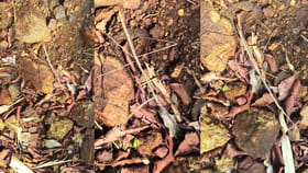 తొలకరి వర్షాలతో కనువిందు చేస్తున్న గొల్లభామ..