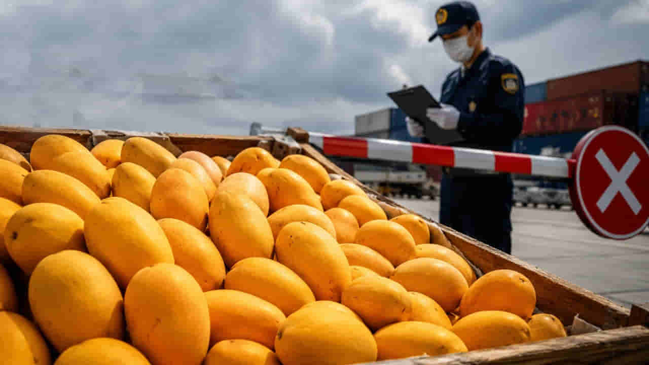 Indian Mangoes: భారత మామిడి పండ్ల దిగుమతిని నిషేధించిన నేపాల్.. ఎందుకో తెలిస్తే షాకవుతారు..!