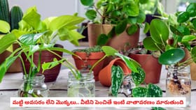 మట్టి అవసరం లేని మొక్కలు.. వీటిని పెంచితే ఇంటి వాతావరణం మారుతుంది