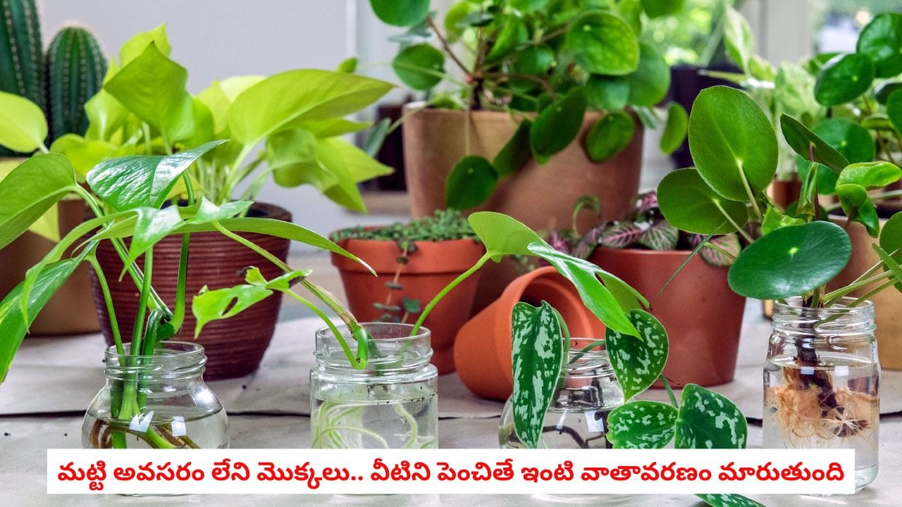 House Plants: మట్టితో పనే లేదు.. కేవలం నీటితోనే పెరిగే 5 అద్భుతమైన మొక్కలు ఇవే!