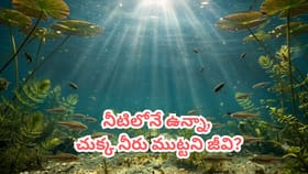 నీటిలోనే ఉంటుంది.. కానీ నోటితో ఒక్క చుక్క నీరు కూడా తాగదు