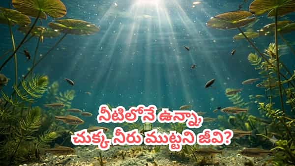 నీటిలోనే ఉంటుంది.. కానీ నోటితో ఒక్క చుక్క నీరు కూడా తాగదు..! ఈ వింత జీవి ఏంటో తెలుసా?