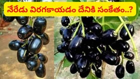నేరేడు పండ్లు విరగకాయడం దేనికి సంకేతం..