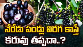 నేరేడు పండ్లు విరగకాస్తే కరువు తప్పదా? మిస్టరీ వెనుక హిస్టరీ ఇదే