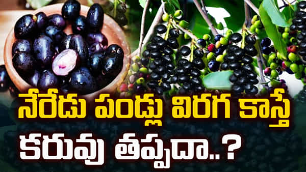 Jamun Fruits: నేరేడు పండ్లు విరగకాస్తే కరువు తప్పదా..? వాతావరణ మార్పులు దేనికి సంకేతం.. మిస్టరీ వెనుక హిస్టరీ ఇదే