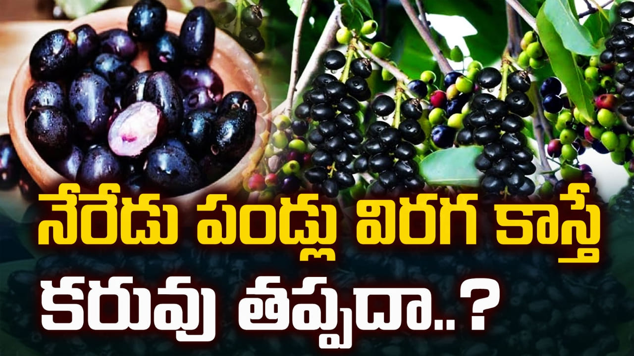 Jamun Fruits: నేరేడు పండ్లు విరగకాస్తే కరువు తప్పదా..? వాతావరణ మార్పులు దేనికి సంకేతం.. మిస్టరీ వెనుక హిస్టరీ ఇదే