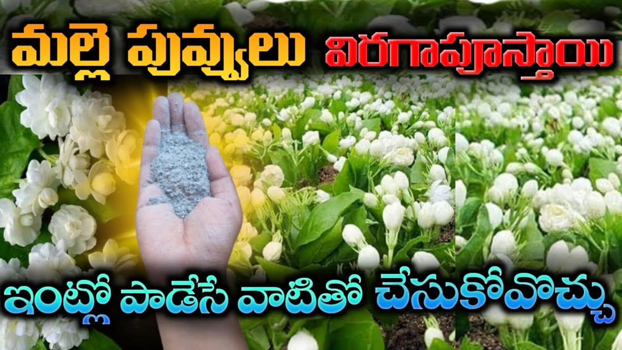 ఇంట్లో పడేసే వాటితో ఎరువు.. అది వేస్తే మల్లెపూలు విరగబూస్తాయి..