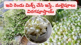 ఇవి రెండు మిక్స్ చేసి ఇస్తే.. మల్లెపూలు విరగపూస్తాయ్