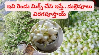 వర్షాకాలం ఇవి రెండు ఇస్తే.. ఎండిపోయిన మల్లె చెట్టుకు కూడా పూలు విరగబూస్తాయ్