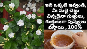 చిన్న మల్లె మొక్క కూడా చక్కగా పూలు పూయాలంటే..?
