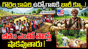 గొర్రెల కాపరి ఉద్యోగానికి భారీ క్యూ.. జీతం తెలిస్తే షాకవుతారు