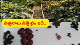 వర్షాకాలంలో పెట్టుకునే కూరగాయ విత్తనాలు ఇవే..