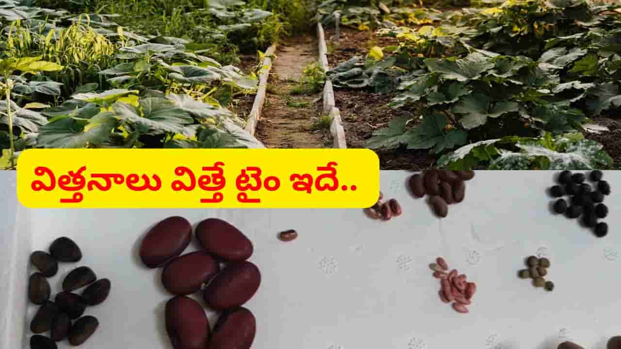 వర్షాకాలంలో పెట్టుకునే కూరగాయ విత్తనాలు ఇవే.. ఈ చిన్న జూన్ లాజిక్తో బుట్టలు బుట్టలు కాస్తాయ్..