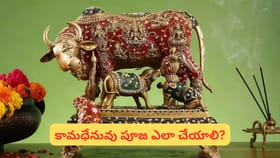 ఇంట్లో కామధేనువు విగ్రహం ఉందా? ఈ దిశలో ఉంచితే ధన, సంతాన యోగం..