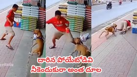 చైన్‌తో కట్టేసిన కుక్కకే దమ్కీ ఇద్దామనుకున్నాడు.. కట్‌చేస్తే..