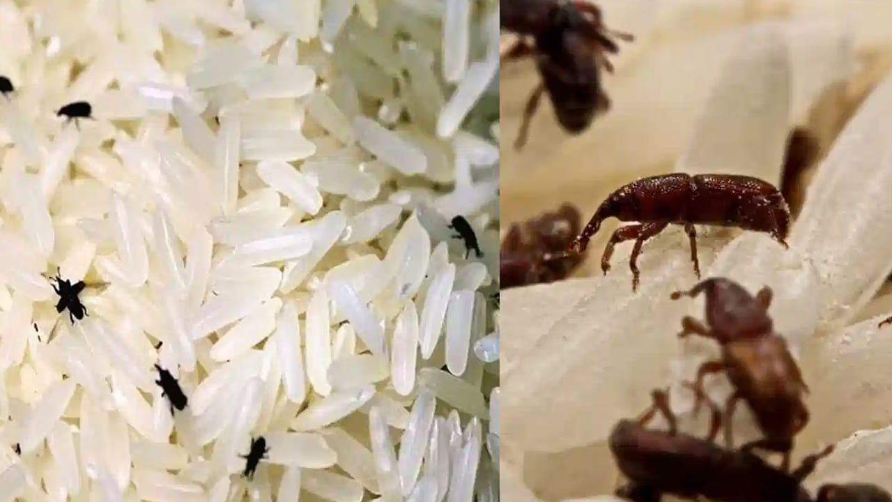 పసుపు, ఉప్పు పొడి (Turmeric and Salt): బియ్యం నిల్వ చేసేటప్పుడు కొద్దిగా పసుపు పొడి లేదా కల్లు ఉప్పును బియ్యానికి పట్టించి నిల్వ చేయవచ్చు. పసుపులో ఉండే క్రిమినాశక గుణాలు పురుగులను దరిచేరనివ్వవు. అయితే, వండేటప్పుడు బియ్యాన్ని బాగా కడగడం ద్వారా పసుపు రంగు సులభంగా పోతుంది.
