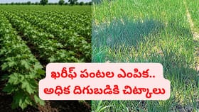 వర్షాలు కురుస్తున్నాయ్.. ఏ నేలలో.. ఏ పంట సాగు చేయాలి..?