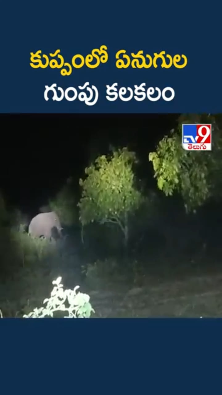కుప్పంలో ఏనుగుల గుంపు కలకలం..మామిడి తోటలు ధ్వంసం