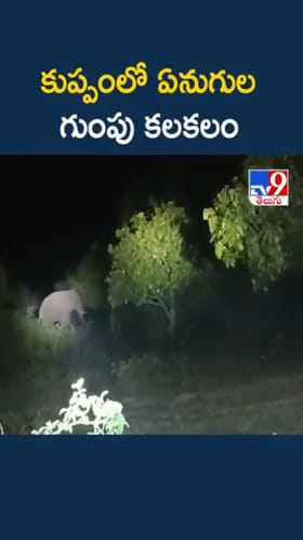 కుప్పంలో ఏనుగుల గుంపు కలకలం..మామిడి తోటలు ధ్వంసం