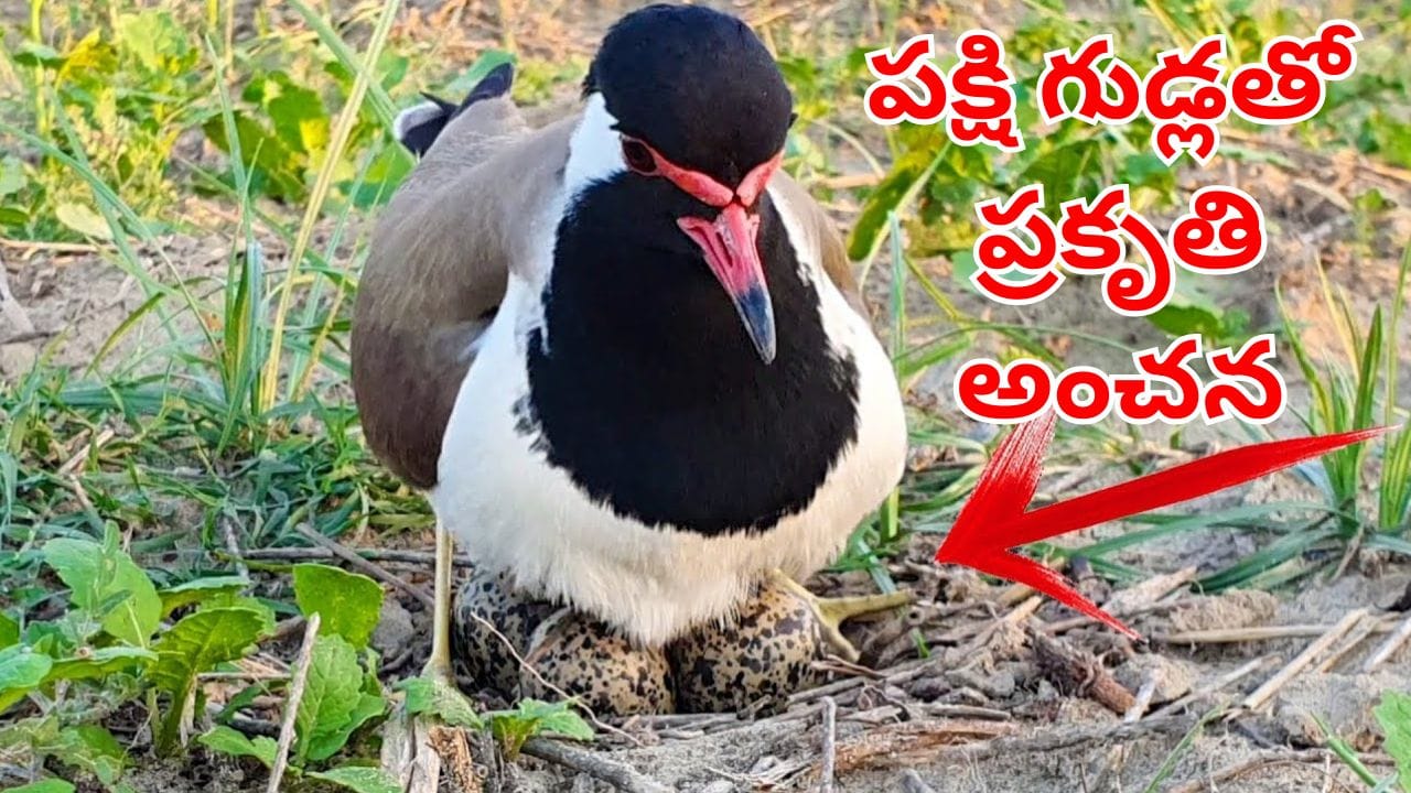 వింధ్య గ్రామాల్లో పిట్ట వాతావరణ సూచన
