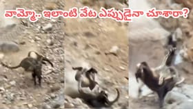 చిరుతపులి vs కొండ గొర్రె.. ఇలాంటి వేట అస్సలు చూసిండరు